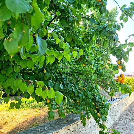 Costanza בית נופש