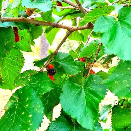 Dom wakacyjny Costanza Bari