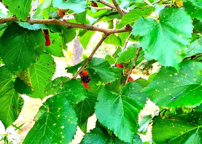 Tatil Evi Costanza Bari